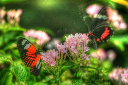 Butterfly 11 by Robert Goldwitz art print