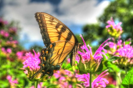 Butterfly 13 by Robert Goldwitz art print