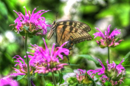 Butterfly 14 by Robert Goldwitz art print