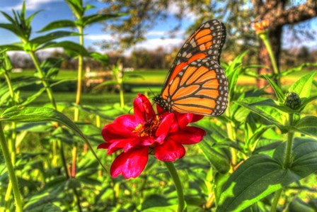 Butterfly 15 by Robert Goldwitz art print