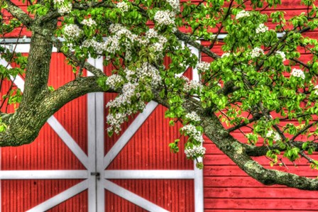 Butterville Barn by Robert Goldwitz art print