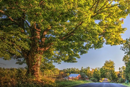 Butterville Road by Robert Goldwitz art print