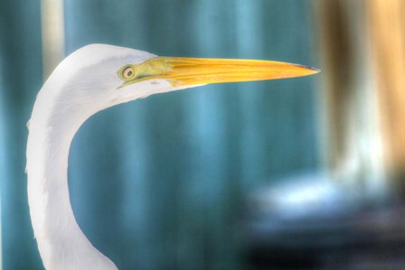 Egret CU by Robert Goldwitz art print