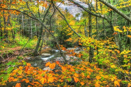 Fall Brook Orange Fo by Robert Goldwitz art print