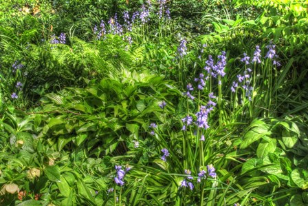 Garden Bluebells by Robert Goldwitz art print