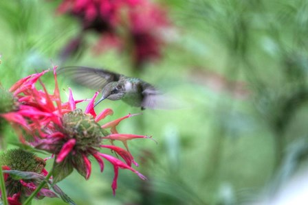 Hummingbird 1 by Robert Goldwitz art print