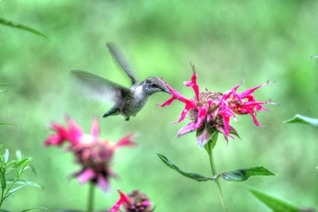 Hummingbird 2 by Robert Goldwitz art print