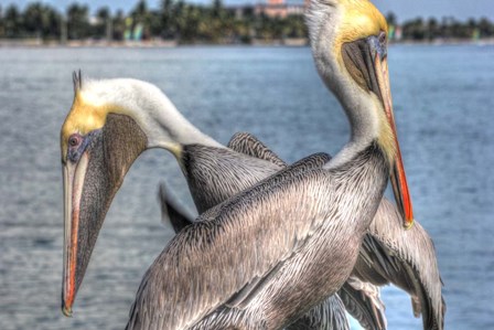 Pelicans Two by Robert Goldwitz art print