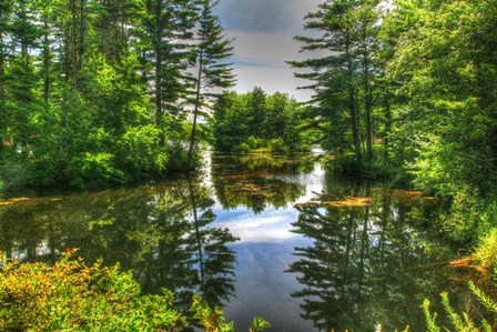 Pond and Pines by Robert Goldwitz art print