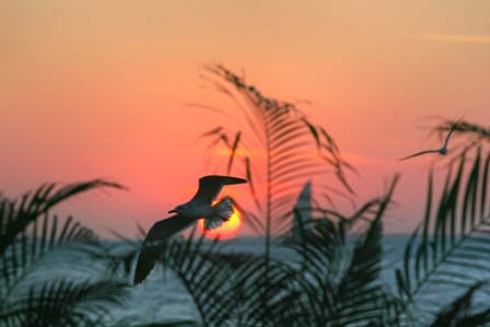 Sunset Gull and Fronds by Robert Goldwitz art print