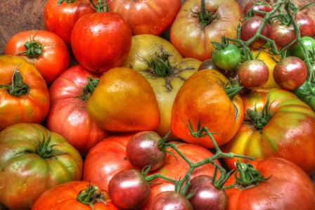 Tomatoes 2015 by Robert Goldwitz art print