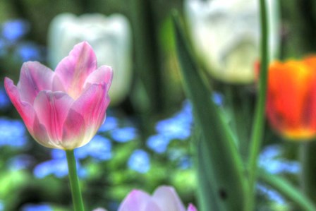 Tulips Four by Robert Goldwitz art print