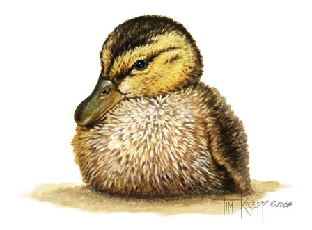 Duckling by Tim Knepp art print
