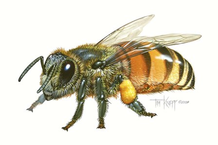 Honey Bee by Tim Knepp art print