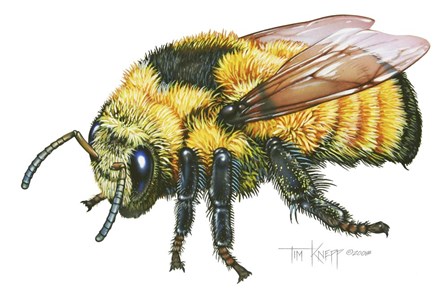 Bumble Bee by Tim Knepp art print