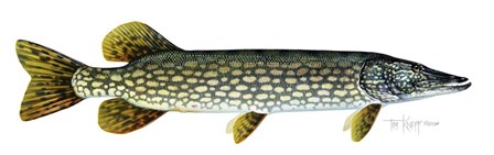 Northern Pike by Tim Knepp art print