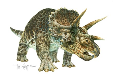 Triceratops by Tim Knepp art print