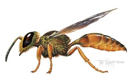 A Wasp by Tim Knepp art print