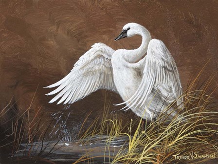 Swan Song by Trevor V. Swanson art print