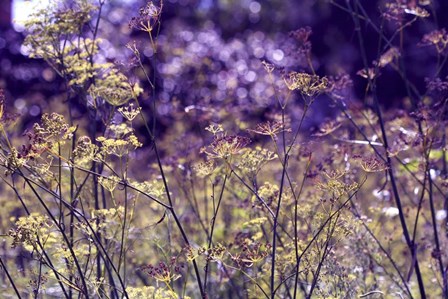 BC A Morning To Remember by Incredi art print