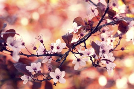 Colours Of Springtime by Incredi art print