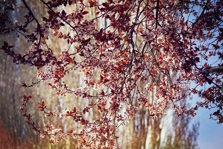 New Possibilities by Incredi art print