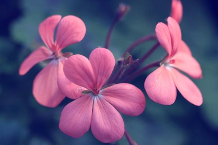 Say It With Flowers by Incredi art print