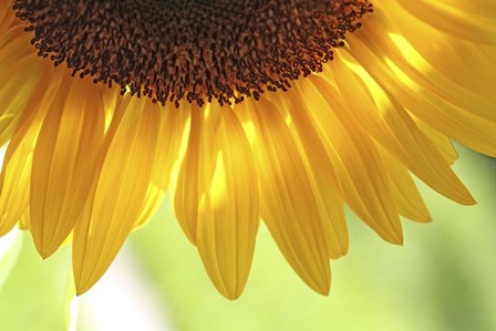 When Summer Comes by Incredi art print