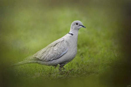 Spring Dove by Jai Johnson art print