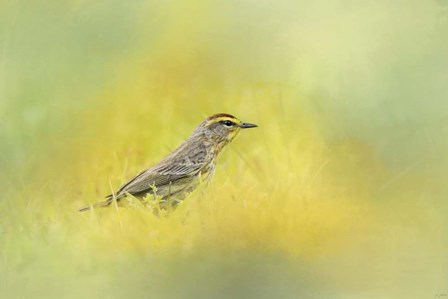 Welcome New Friend by Jai Johnson art print