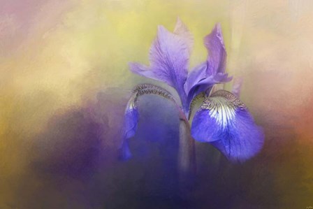 Tiny Iris by Jai Johnson art print