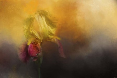 Iris In Miss Junes Garden by Jai Johnson art print