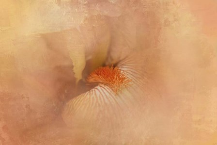 Birth of the Peach Iris by Jai Johnson art print