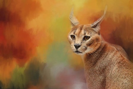 Caracal In Autumn by Jai Johnson art print