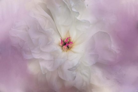 White Peony 4 by Jai Johnson art print