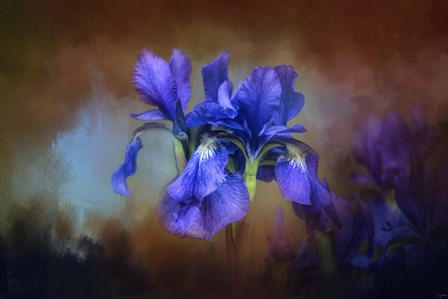 Blue Iris Blooms by Jai Johnson art print