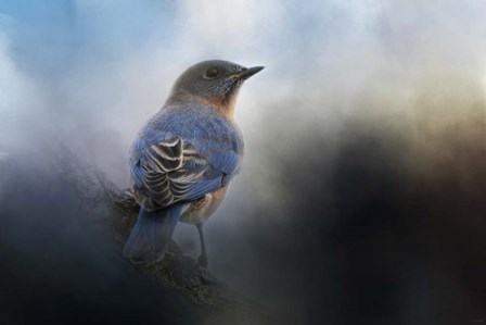 Blue Winter Visitor by Jai Johnson art print