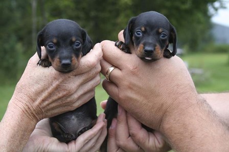 Two Puppies by Jeff Rasche art print