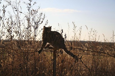 Cats on Fence by Jeff Rasche art print