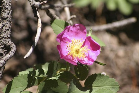 Pink Floral by Jeff Rasche art print