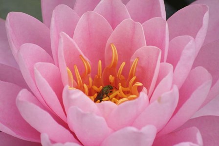 Pond Lily Fly In Pink Lily by Jeff Rasche art print