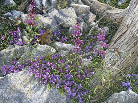 Calliope Hummingbirds by Jeff Tift art print