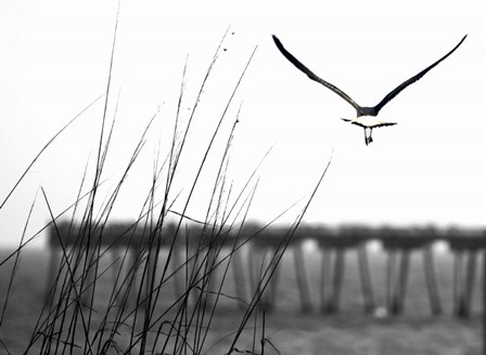 Soaring by Karen J. Williams art print