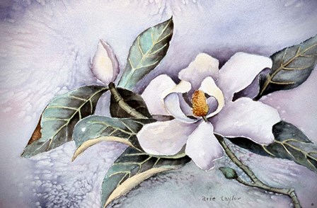 Magnolia Blossom by Arie Reinhardt Taylor art print