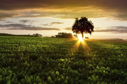 A Golden Evening by Celebrate Life Gallery art print