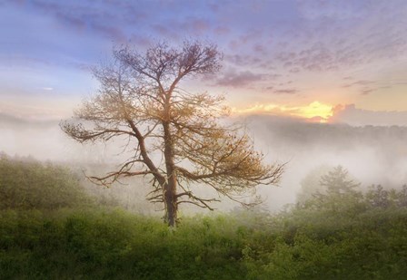 Misty Mountain Tree by Celebrate Life Gallery art print