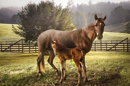 Love Me Tender by Celebrate Life Gallery art print