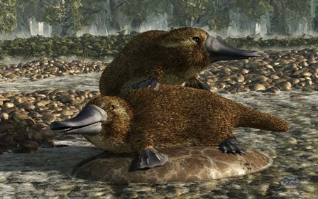 Platypuses by Daniel Eskridge art print