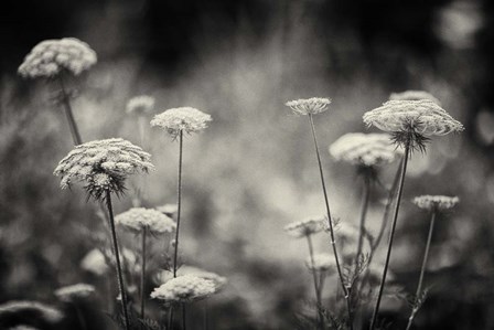 Coup d'etat by Geoffrey Ansel Agrons art print