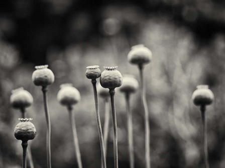 Little Nemo in Slumberland by Geoffrey Ansel Agrons art print